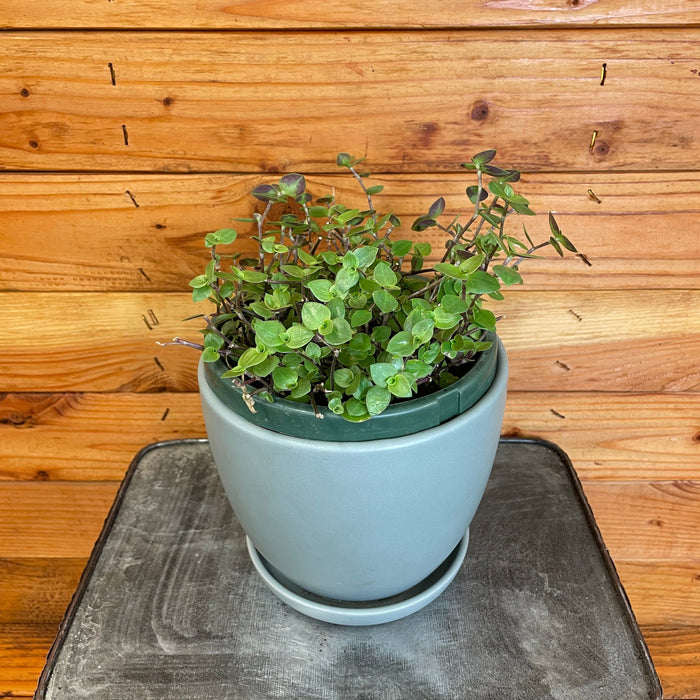callisia indoor plant Callisia repens, 6" Plant — The Plant Farm®