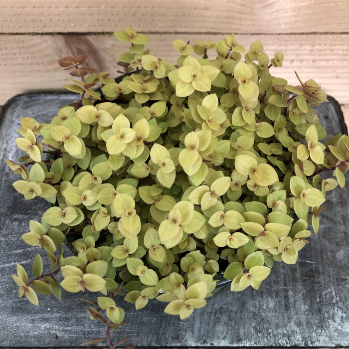 The Plant Farm Houseplants Callisia Repens Gold Form, 6" Plant