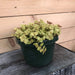 The Plant Farm Houseplants Callisia Repens Gold Form, 6" Plant