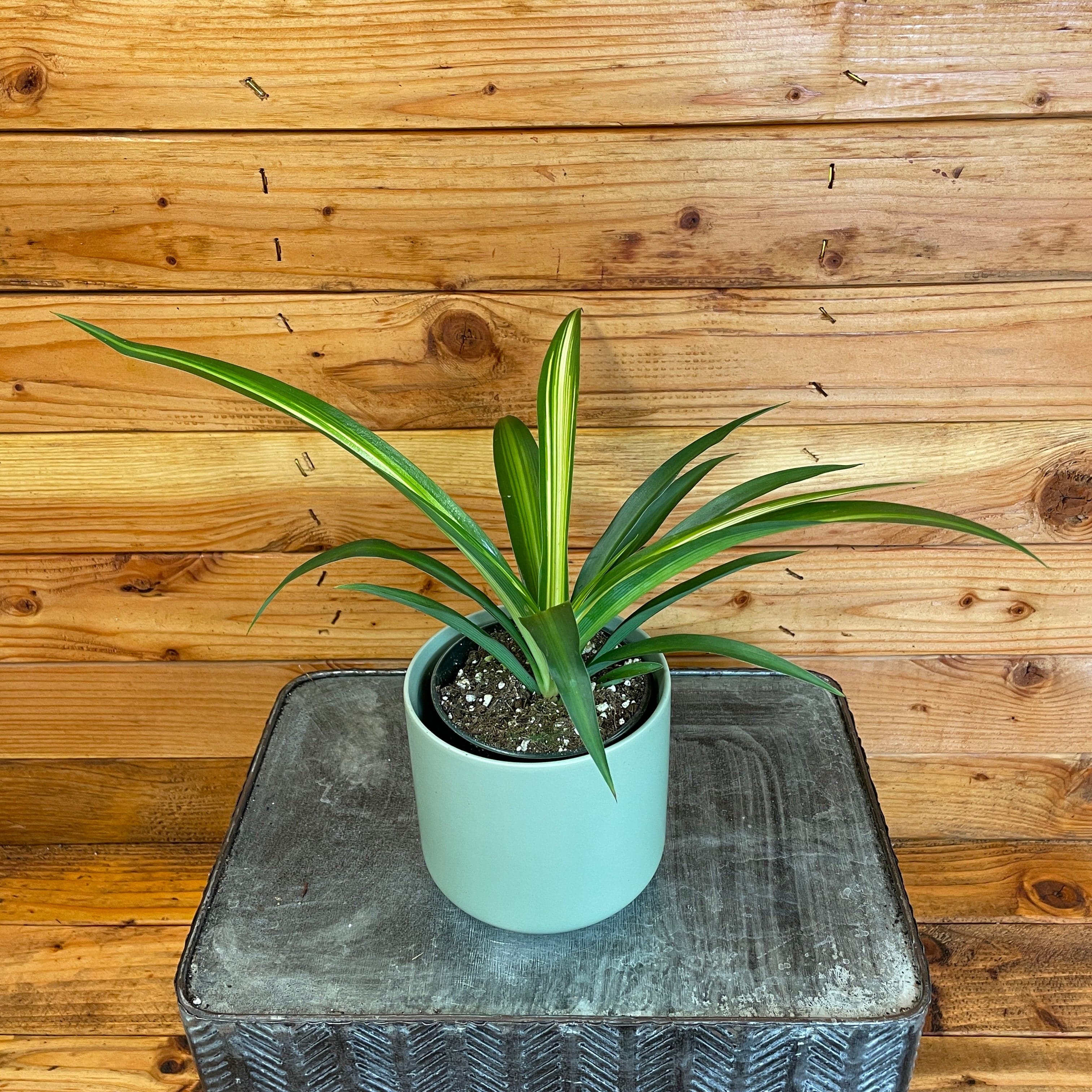 Hawaiian Spider Plant