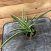 The Plant Farm Houseplants Chlorophytum Reverse Spider, 2" Plant