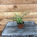 The Plant Farm Houseplants Chlorophytum Reverse Spider, 2" Plant