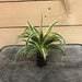 The Plant Farm Houseplants Chlorophytum Zebrina Spider, Starter Plug