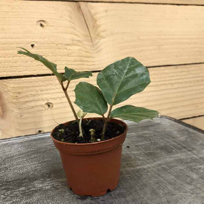 The Plant Farm Houseplants Cissus Grape Leaf Ivy, 2" Plant