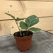 The Plant Farm Houseplants Cissus Grape Leaf Ivy, 2" Plant