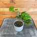 The Plant Farm Houseplants Cissus Oak Leaf Ivy, 2" Plant