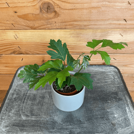 The Plant Farm Houseplants Cissus Oak Leaf Ivy, 2" Plant
