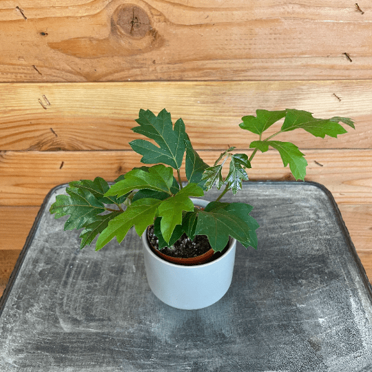 The Plant Farm Houseplants Cissus Oak Leaf Ivy, 2" Plant