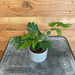 The Plant Farm Houseplants Cissus Oak Leaf Ivy, 2" Plant