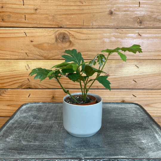 The Plant Farm Houseplants Cissus Oak Leaf Ivy, 2" Plant