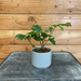 The Plant Farm Houseplants Cissus Oak Leaf Ivy, 2" Plant
