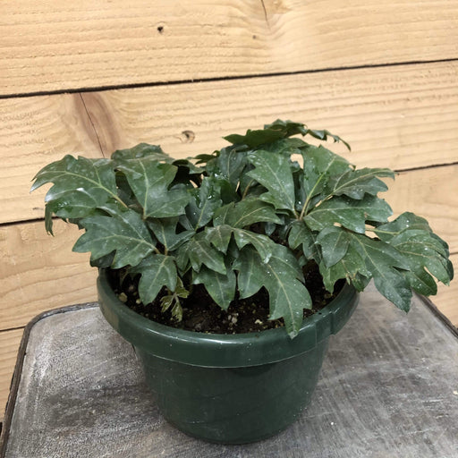The Plant Farm Houseplants Cissus Oak Leaf Ivy, 6” Plant