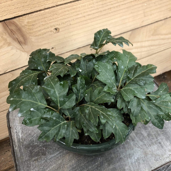 The Plant Farm Houseplants Cissus Oak Leaf Ivy, 6” Plant