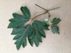The Plant Farm Houseplants Cissus Oak Leaf Ivy, Cutting x5