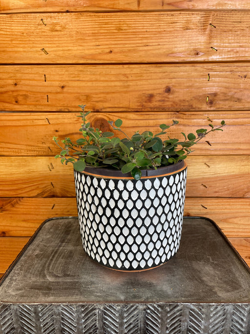 The Plant Farm Houseplants Codonanthe Devosiana Paula, 6" Plant