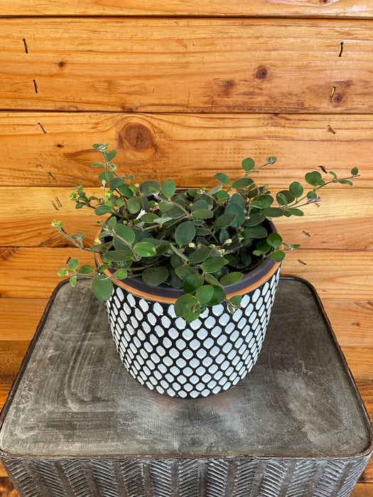 The Plant Farm Houseplants Codonanthe Devosiana Paula, 6" Plant