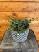 The Plant Farm Houseplants Codonanthe Devosiana Paula, 6" Plant