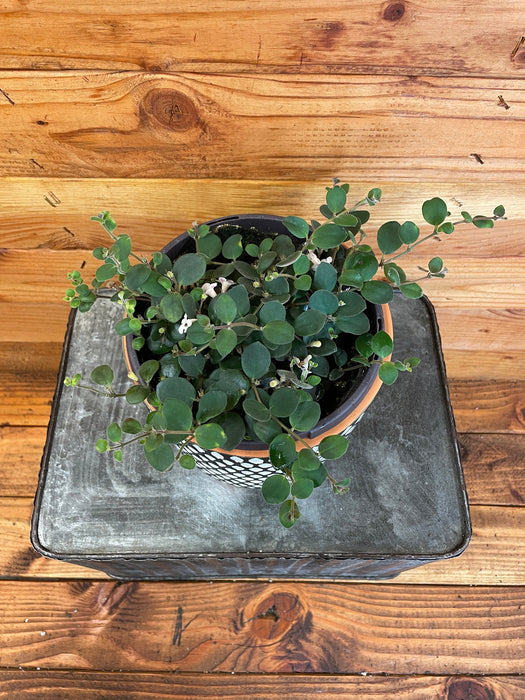 The Plant Farm Houseplants Codonanthe Devosiana Paula, 6" Plant