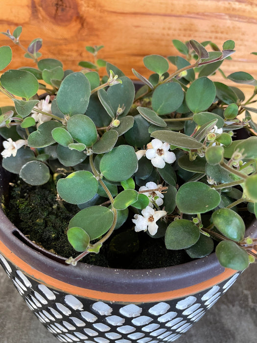 The Plant Farm Houseplants Codonanthe Devosiana Paula, 6" Plant