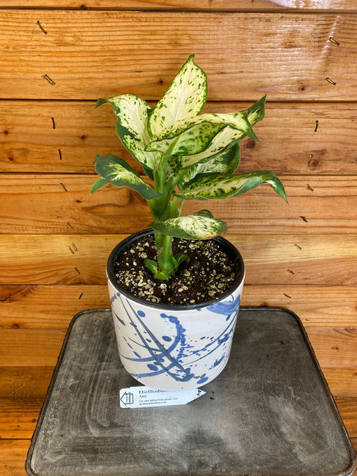 The Plant Farm Houseplants Dieffenbachia Amy, 6" Plant