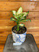 The Plant Farm Houseplants Dieffenbachia Amy, 6" Plant