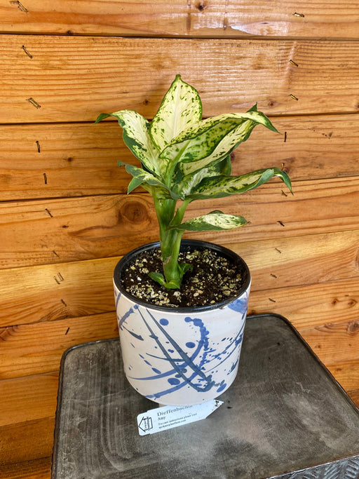 The Plant Farm Houseplants Dieffenbachia Amy, 6" Plant