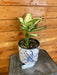 The Plant Farm Houseplants Dieffenbachia Amy, 6" Plant