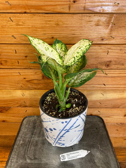 The Plant Farm Houseplants Dieffenbachia Amy, 6" Plant