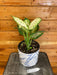 The Plant Farm Houseplants Dieffenbachia Amy, 6" Plant