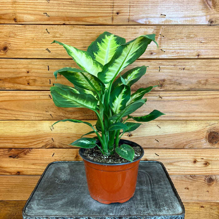 The Plant Farm Houseplants Dieffenbachia Camille, 6" Plant