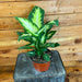 The Plant Farm Houseplants Dieffenbachia Camille, 6" Plant