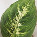 The Plant Farm Houseplants Dieffenbachia Compacta, 6" Plant