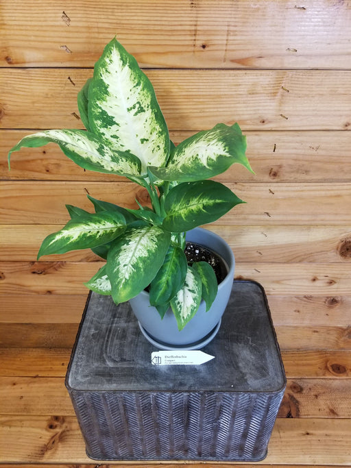 The Plant Farm Houseplants Dieffenbachia Compacta, 6" Plant