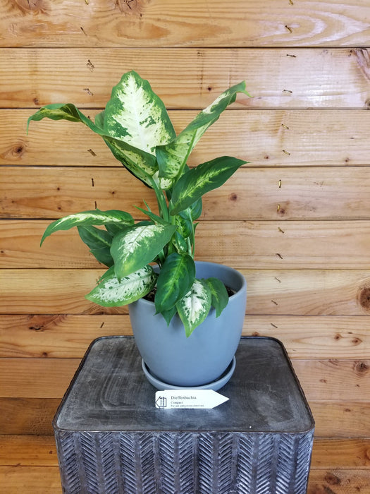 The Plant Farm Houseplants Dieffenbachia Compacta, 6" Plant