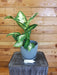 The Plant Farm Houseplants Dieffenbachia Compacta, 6" Plant