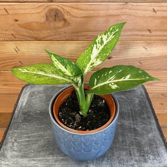 The Plant Farm Houseplants Dieffenbachia Sparkle, 4" Plant