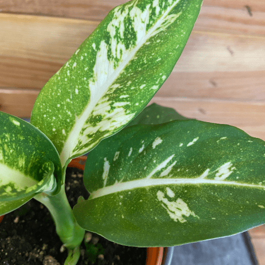 The Plant Farm Houseplants Dieffenbachia Sparkle, 4" Plant
