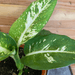 The Plant Farm Houseplants Dieffenbachia Sparkle, 4" Plant