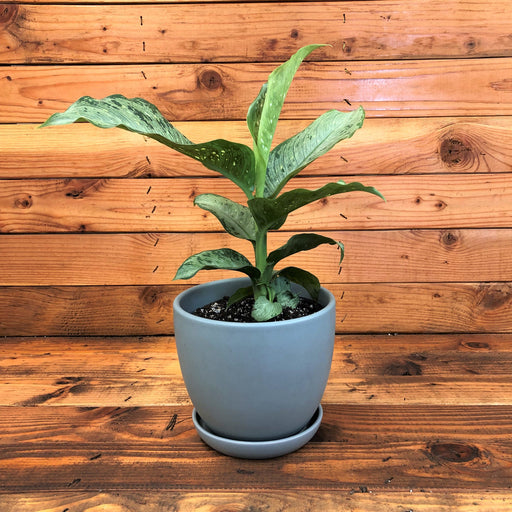 The Plant Farm Houseplants Dieffenbachia Tiki, 6" Plant