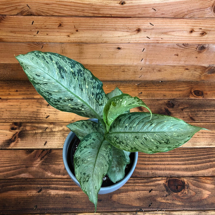 The Plant Farm Houseplants Dieffenbachia Tiki, 6" Plant