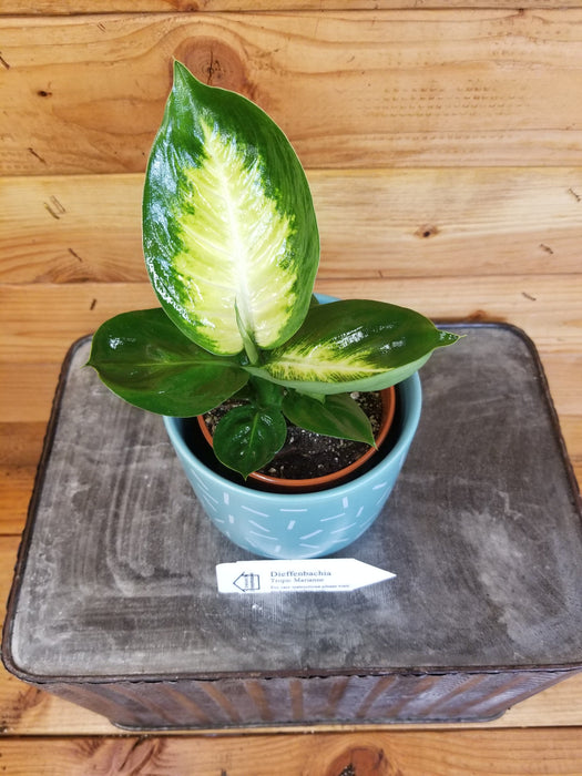 The Plant Farm Houseplants Dieffenbachia Tropic Marianne, 4" Plant