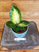 The Plant Farm Houseplants Dieffenbachia Tropic Marianne, 4" Plant