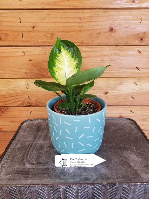 The Plant Farm Houseplants Dieffenbachia Tropic Marianne, 4" Plant