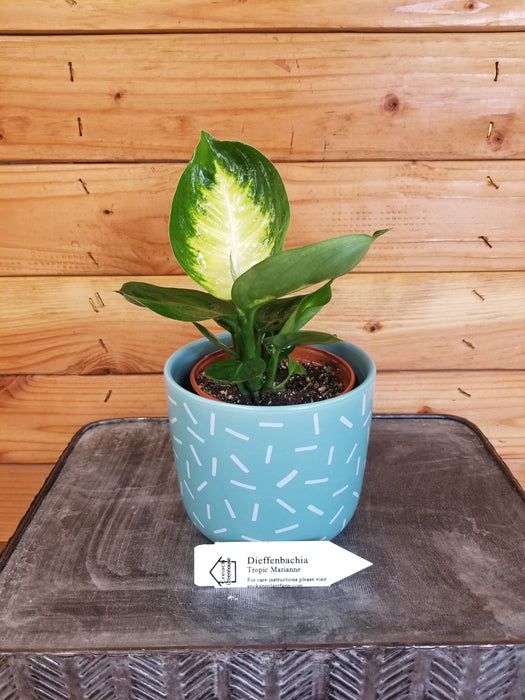 The Plant Farm Houseplants Dieffenbachia Tropic Marianne, 4" Plant