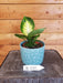 The Plant Farm Houseplants Dieffenbachia Tropic Marianne, 4" Plant