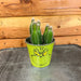 The Plant Farm Houseplants Dr Suess Selenicereus Dog Tail Cactus, Planter