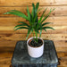 The Plant Farm Houseplants Dypsis Litescens Palm Areca, 4" Plant