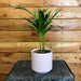 The Plant Farm Houseplants Dypsis Litescens Palm Areca, 4" Plant