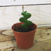 The Plant Farm Houseplants Epiphyllum Anguliger Ric Rac Cactus, 2" Plant