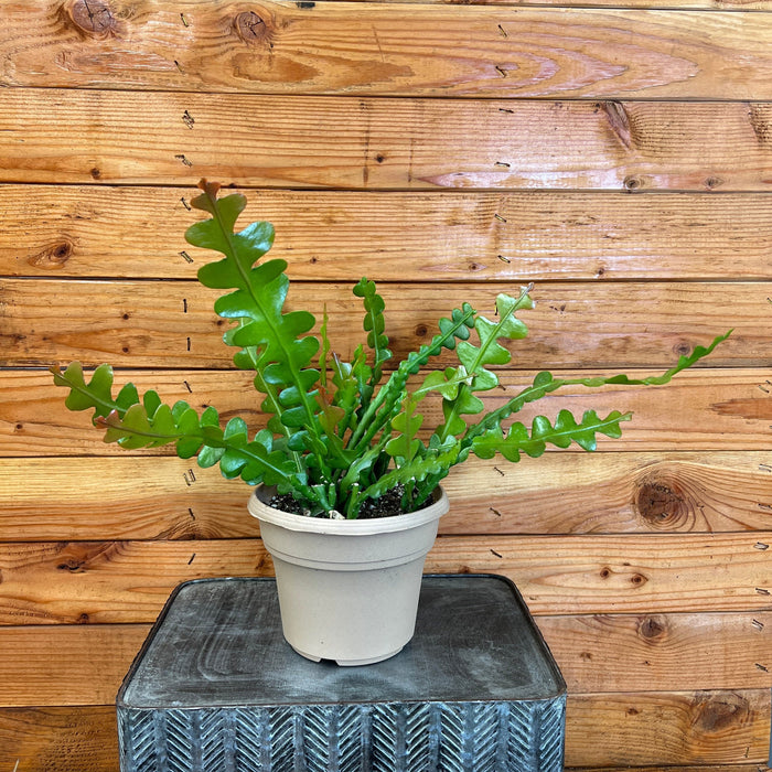 The Plant Farm® Houseplants Epiphyllum Anguliger Ric Rac Cactus, 6" Plant